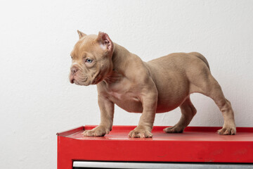 an american bully puppy, posing on a red base, looking to the side, with copy space - obrazy, fototapety, plakaty