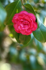 厳冬に凛と咲く