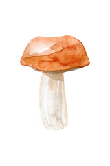 Boletus with a red hat. Edible forest mushroom. Watercolor hand drawn painting illustration isolated on white background.