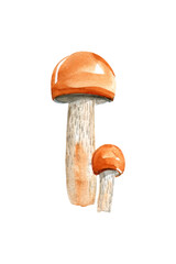 Two boletus with a red hat. Edible forest mushroom. Watercolor illustration isolated on white background.