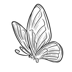black and white butterfly
