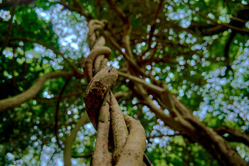 Sacred Groves Forest trees
