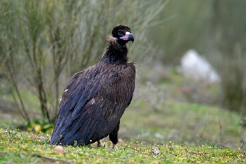 Cinereous vulture // Mönchsgeier (Aegypius monachus)