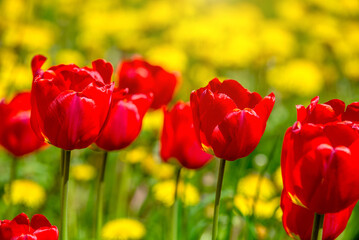 red tulips bloom on a green natural background
