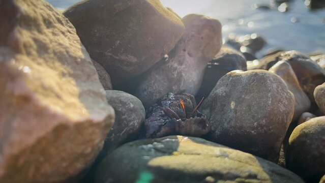 Сrab, сrayfish сrab climbs out of its shell on wet camps and hides from danger in its shell. Sea shrimp coast beach shellfish animal in their environment at sunrise, light rays. Sealife close up shot
