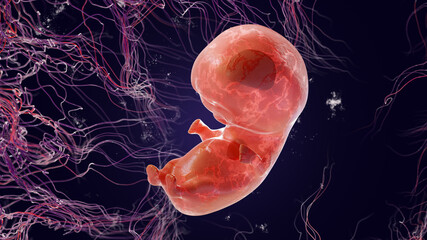 Embryo for 6 weeks, 3d Render. 6 or 8 weeks of pregnancy. Fetus in the womb. - obrazy, fototapety, plakaty