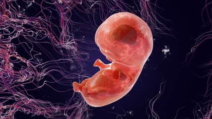 Fotobehang Embryo for 6 weeks, 3d Render. 6 or 8 weeks of pregnancy. Fetus in the womb. © Om.Nom.Nom