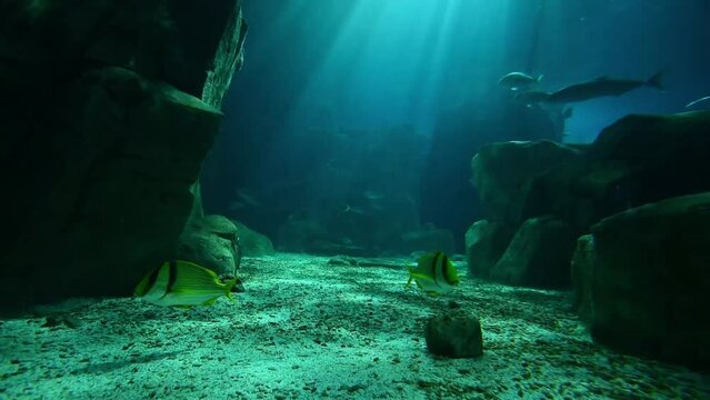 Underwater ocean with beautiful moving light background and a lot of fish - sharks, manta rays, clown fish in motion (60 fps)