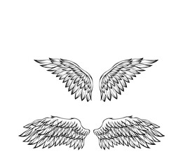 Bird wings vector illustration tattoo style. Hand drawn design element.