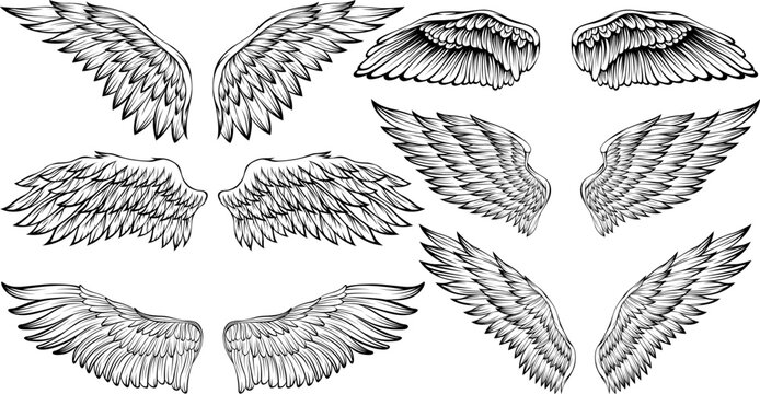 Bird wings vector illustration tattoo style. Hand drawn design element.