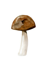 Rough boletus Edible forest mushroom. Watercolor illustration isolated on white background.