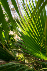 Obraz na płótnie Canvas Green leaf of a tropical tree in the sun in the botanical garden, winter garden