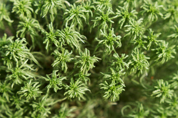 close up of green moss in the forest with top view