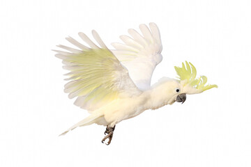 Beautiful cockatoo parrot isolated on white background. © Passakorn