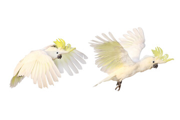 Beautiful cockatoo parrot isolated on white background.