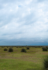 Obraz premium Landscape covered with green plants with blue sky. wild nature landscape in cloudy sky. Kizilirmak delta wetland and bird sanctuary, selective focus, Samsun, Turkey 