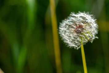 Dandelion close-up on a spring meadow. Dandelion seeds in the sunlight blowing away across a fresh green morning background