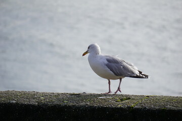 Goéland marchant sur un mur .
