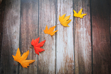 Obraz premium dry autumn maple multicolored red orange yellow leaves on a wooden background