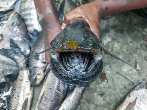 Wallago attu fresh water shark catfish in hand, fish with sharp teeth river monster fish. Big wallago attu fish in hand giant river monster catfish in hand. 