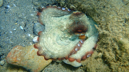 Common octopus (Octopus vulgaris) undersea, Aegean Sea, Greece, Halkidiki