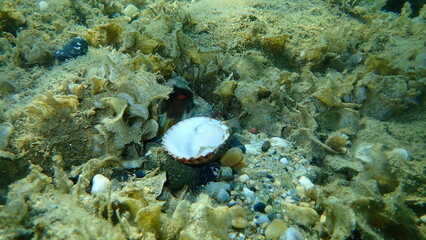 Common octopus (Octopus vulgaris) undersea, Aegean Sea, Greece, Halkidiki