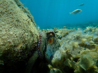 Common octopus (Octopus vulgaris) undersea, Aegean Sea, Greece, Halkidiki