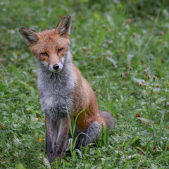 Wild fox photographed in Switzerland