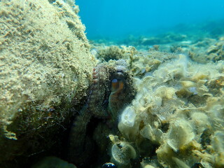 Common octopus (Octopus vulgaris) undersea, Aegean Sea, Greece, Halkidiki