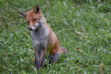 Wild fox photographed in Switzerland