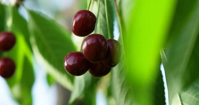 Red Cherries Hanging on a Branch of a Cherry Tree with a Blurred Background