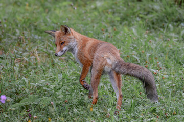 Wild fox photographed in Switzerland