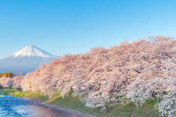 Mt Fuji and Cherry Blossom Tree, Japan and river in Spring.