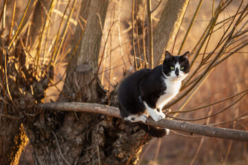 A black and white cat sits on a tree branch in an autumn park.