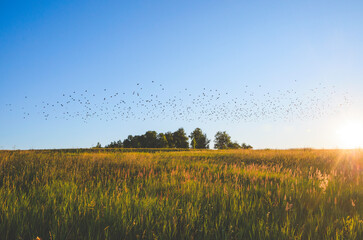 Sunny summer scene with flock of wild birds flying over the field