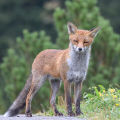 Wild fox photographed in Switzerland