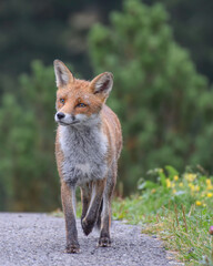 Naklejka na ściany i meble Cute wild fox photographed in Switzerland, Europe