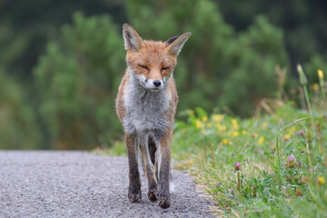 Wild fox photographed in Switzerland
