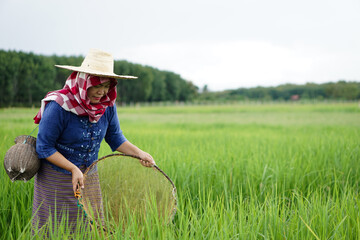 Asian woman farmer stand at organic paddy field, holds traditional equipment for catching fish for food. Concept : earn living from nature. Local lifestyle in Thailand. Countryside living lifestyle.