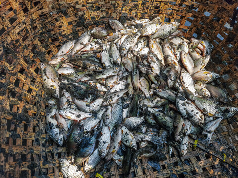 Pile of small puntius barb fish for sale in Indian fish market barb fish culture and harvesting. Puntius for sale in the local market shop for the customer.