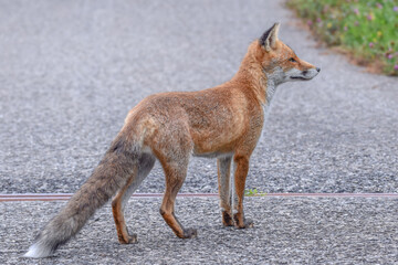 Cute wild fox photographed in Switzerland, Europe