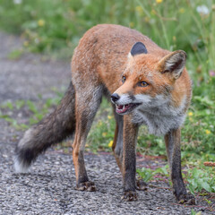 Cute wild fox photographed in Switzerland, Europe
