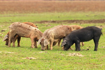 Pigs on farm meadow, Lonjsko polje, Croatia