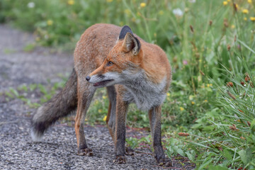 Cute wild fox photographed in Switzerland, Europe