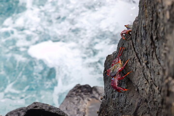 red crabs (Moorish Red Legged Crab or Grapsus adscensionis) hanging on above a turbulent sea in Gran Canaria