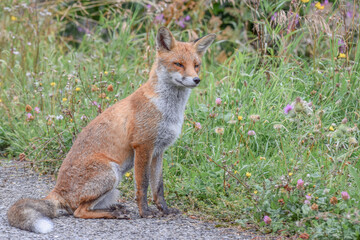 Naklejka na ściany i meble Wild fox photographed in Switzerland
