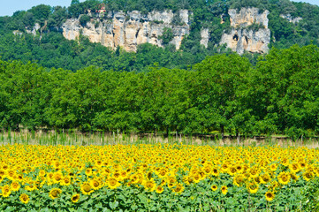 Sunflowers, Dordogne, Aquitaine, France