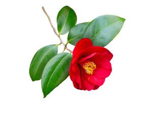Red camellia japonica semi-double form flower and leaves isolated transparent png. Japanese tsubaki. Chinese symbol of love.   - obrazy, fototapety, plakaty
