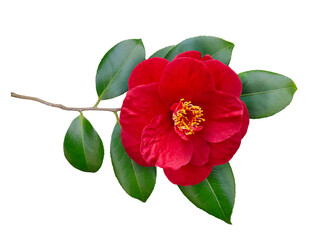 Red camellia semi-double form open flower and leaves isolated transparent png. Japanese symbol of love.