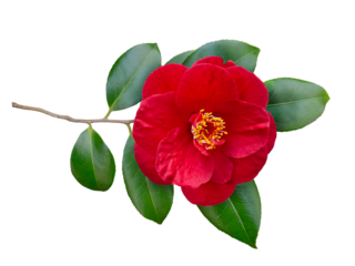 Red camellia semi-double form open flower and leaves isolated transparent png. Japanese symbol of love.